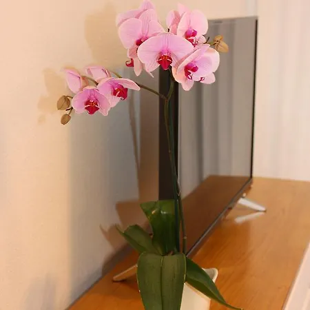 Beautiful In Apartamerica, Americas La140 *